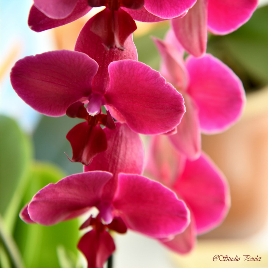 Studio Poulet fleurs