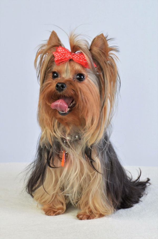 Studio Poulet Vue aerienne