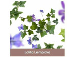 Recharge Lampe Berger  - Lolita Lempicka - Maison Berger