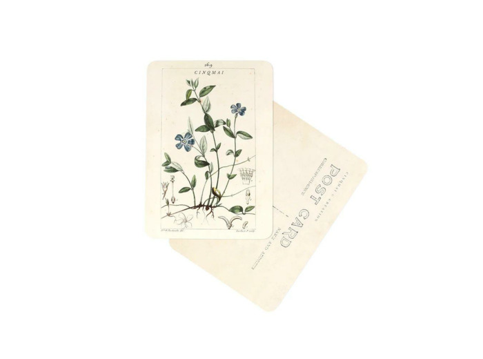 CARTE POSTALE FLEURS BLEUES