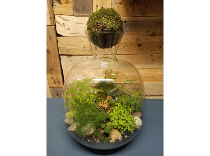 Terrarium THE FOREST - TERRA LOVA by Chris - Sur le trottoir d'en face