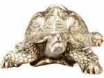 TORTUE GOLD