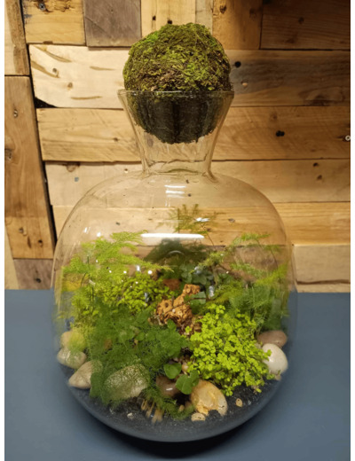 Terrarium THE FOREST - TERRA LOVA by Chris - Sur le trottoir d'en face