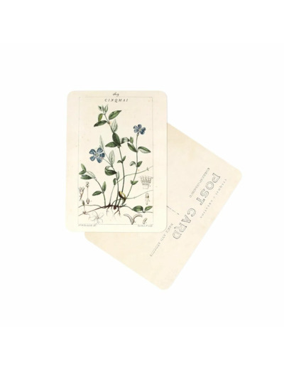 CARTE POSTALE FLEURS BLEUES